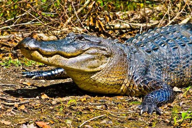 New Orleans Large Airboat Swamp Tour - On the water: speed, seating, and how you’ll actually get photos