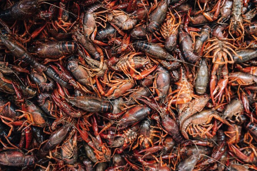 New Orleans' Lower Garden Food Tour - Five Tastings and Vendor Stories: How the Tour Keeps It Interesting
