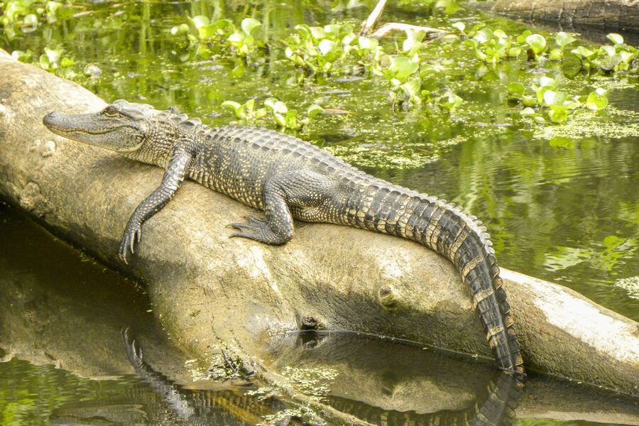 New Orleans Manchac Bayou Swamp Cruise W/ Optional Pick-Up - Meeting at Cajun Pride Swamp Tours: don’t cut it close