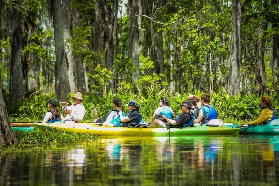New Orleans: Manchac Magic Kayak Swamp Tour - Key highlights you’ll actually feel on the paddle