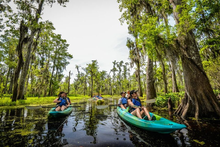 New Orleans: Manchac Magic Kayak Swamp Tour - Who this tour fits best (and who should rethink it)
