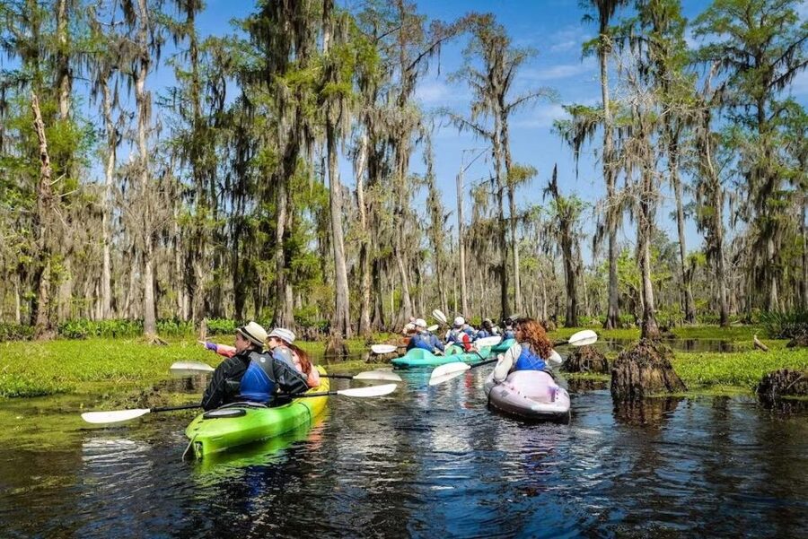 New Orleans: Manchac Magic Kayak Swamp Tour - What you’ll see: wildlife spotting that’s more than alligators