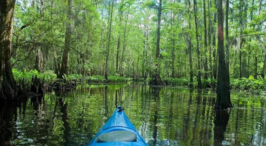 New Orleans: Manchac Magic Kayak Swamp Tour - Cypress swamp scenery: why kayaking beats bigger vehicles