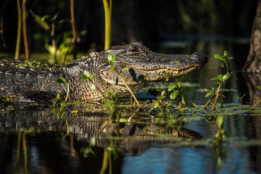 New Orleans: Manchac Magic Kayak Swamp Tour - Gear and clothing: what you should bring for a swamp day