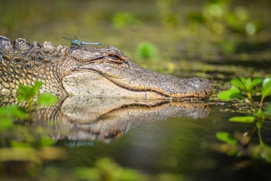 New Orleans: Manchac Magic Kayak Swamp Tour - The 2-hour cypress swamp kayak: how the timing really works