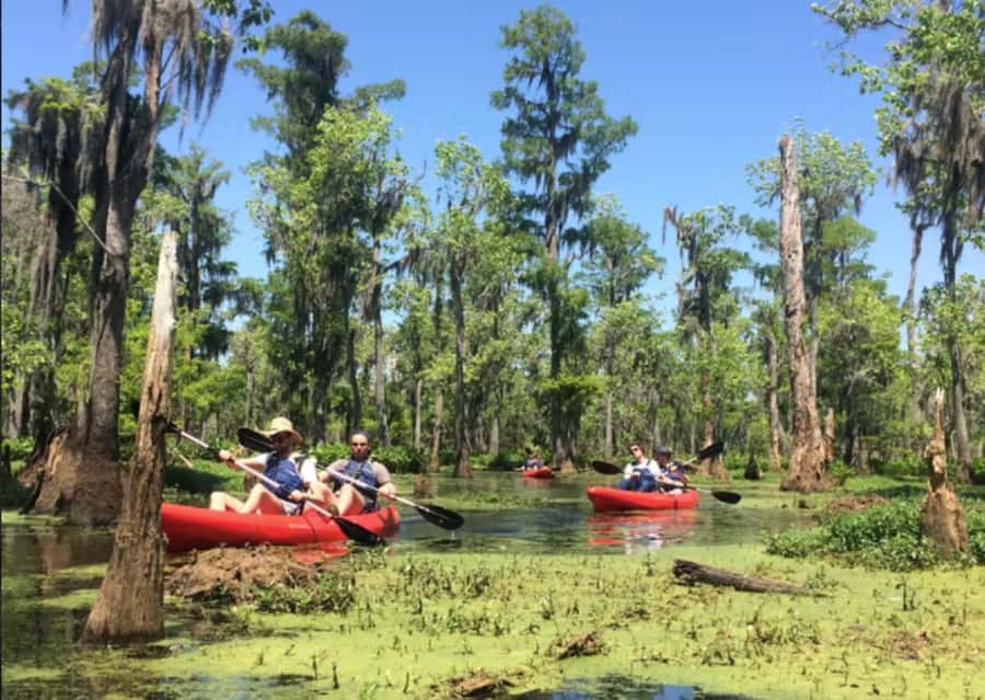 New Orleans: Manchac Swamp Wildlife Kayaking Tour - Learn the Bayou Side: History and Why This Ecosystem Matters