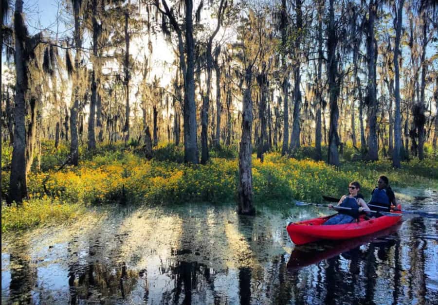New Orleans: Manchac Swamp Wildlife Kayaking Tour - Price and Value: Is $84 Worth It?