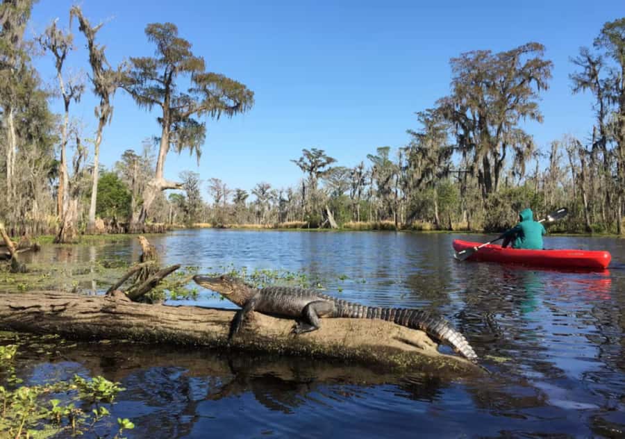 New Orleans: Manchac Swamp Wildlife Kayaking Tour - Gear, Life Vest, and Paddling Lessons That Actually Help
