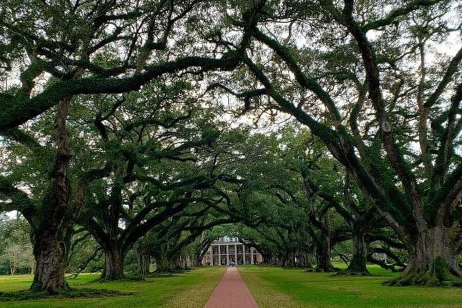 New Orleans: Oak Alley & Laura Plantation Tour w/Transport - Pace and physical demands: 8 hours, but not nonstop walking