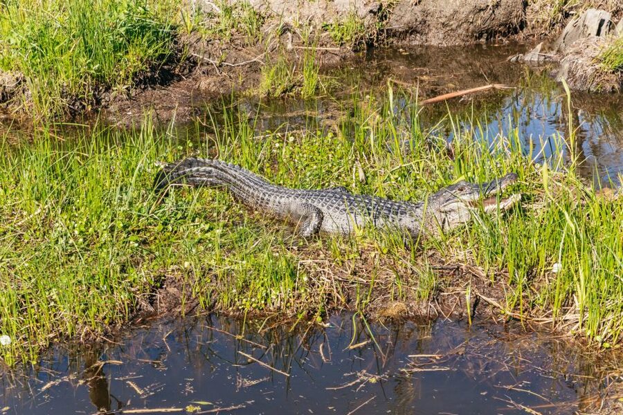 New Orleans: Oak Alley Plantation & Airboat Swamp Combo Tour - Should you book the Oak Alley Plantation and Airboat combo tour?