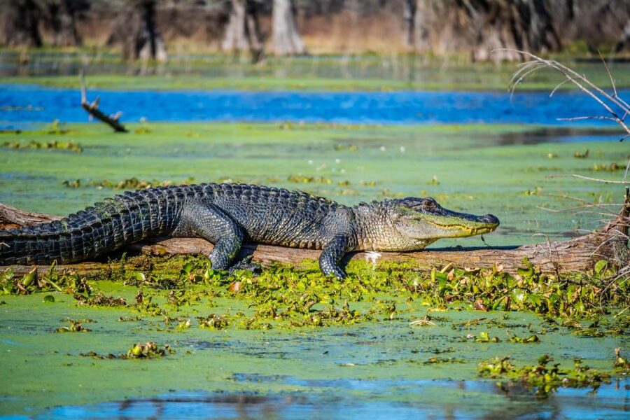 New Orleans: Oak Alley Plantation and Swamp Cruise Day Trip - Should you book this Oak Alley and swamp combo?