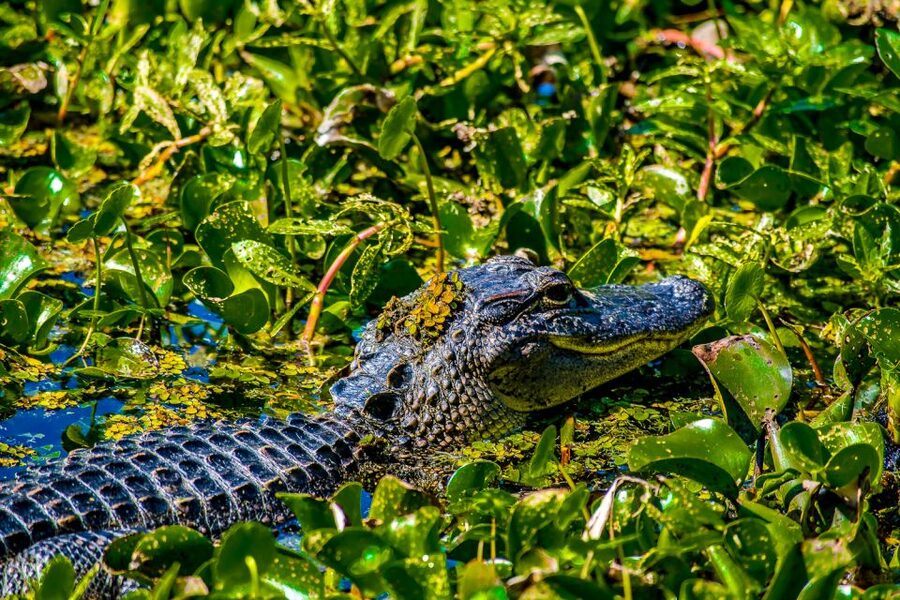 New Orleans: Oak Alley Plantation and Swamp Cruise Day Trip - Price and value: is $125 a good deal?