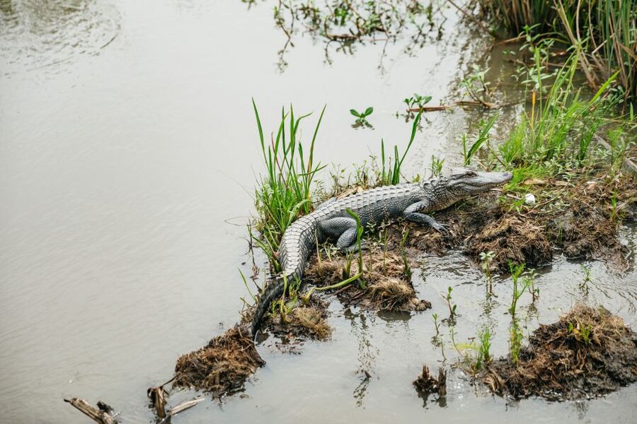 New Orleans: Oak Alley Plantation and Swamp Cruise Day Trip - The road trip between sites: what you can expect from the bus day