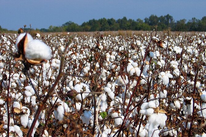 New Orleans Plantation Driving Tour - Should You Book This Destrehan Plantation Driving Tour?