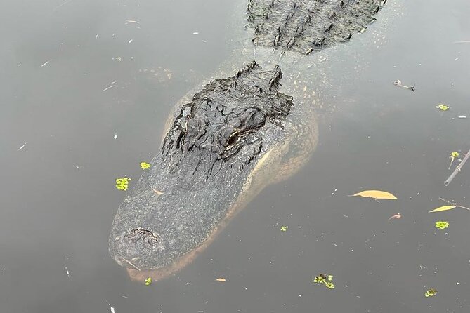 New Orleans Premium Six-Passenger Airboat Adventure - Jean Lafitte swamp loop: what the 1 hour 45 minutes is really like