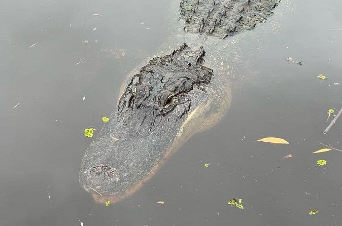 New Orleans Premium Six-Passenger Airboat Adventure - Alligator time, plus birds and other animals in season