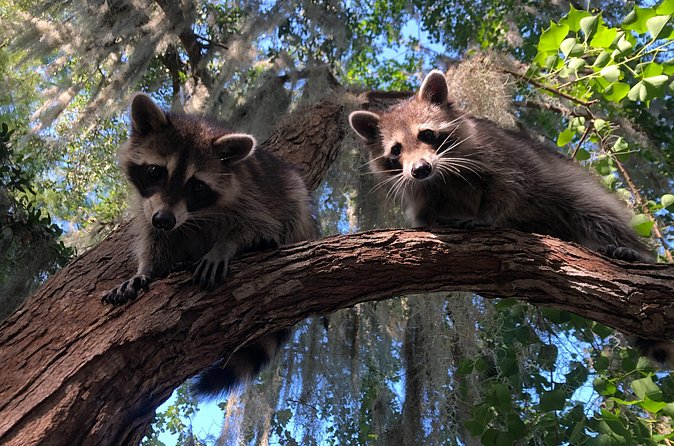 New Orleans Premium Six-Passenger Airboat Adventure - My booking call: should you reserve Airboat Adventures in Lafitte?