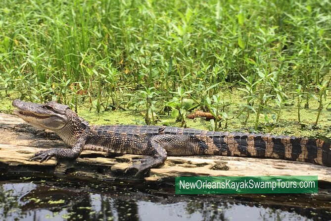 New Orleans Self-Guided Kayak Bayou Swamp Tour - What to bring: small items that protect your comfort