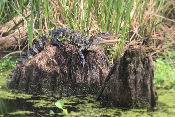 New Orleans Self-Guided Kayak Bayou Swamp Tour - Timing and pace: 1–2 hours is great, but plan for the moment