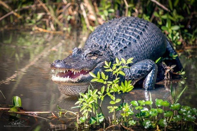 New Orleans Self-Transport Swamp and Bayou Boat Tour - Honey Island Swamp: why this boat tour feels different