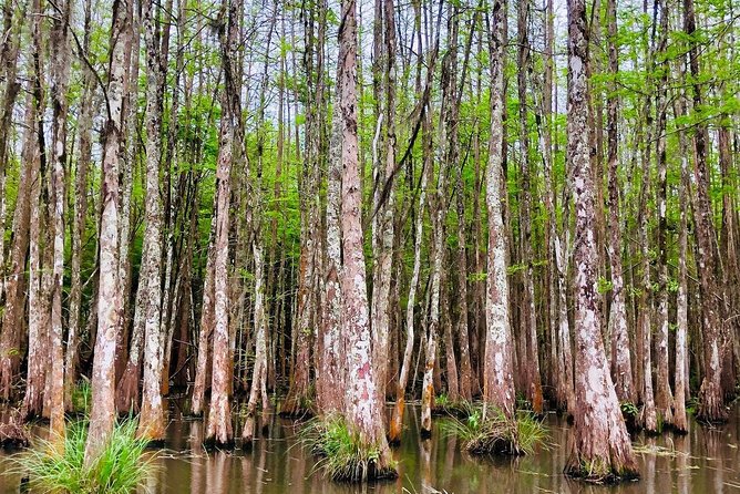 New Orleans Self-Transport Swamp and Bayou Boat Tour - Cajun culture on the water: stories, use of the swamp, and a boat-only village