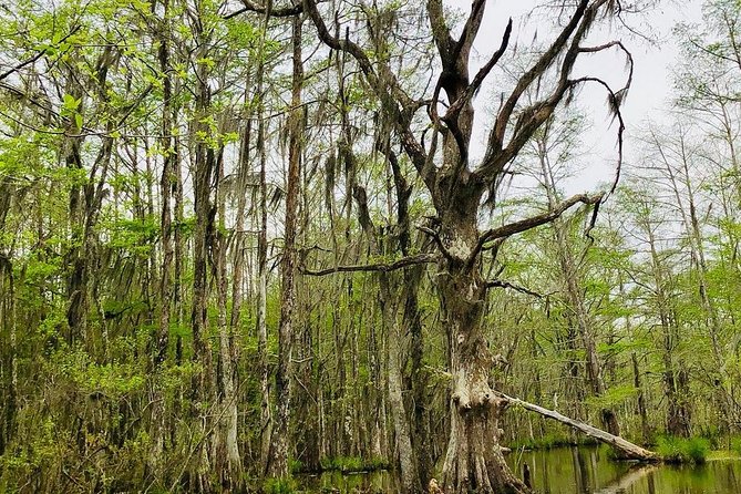 New Orleans Self-Transport Swamp and Bayou Boat Tour - Getting to Slidell from New Orleans (and why it matters)
