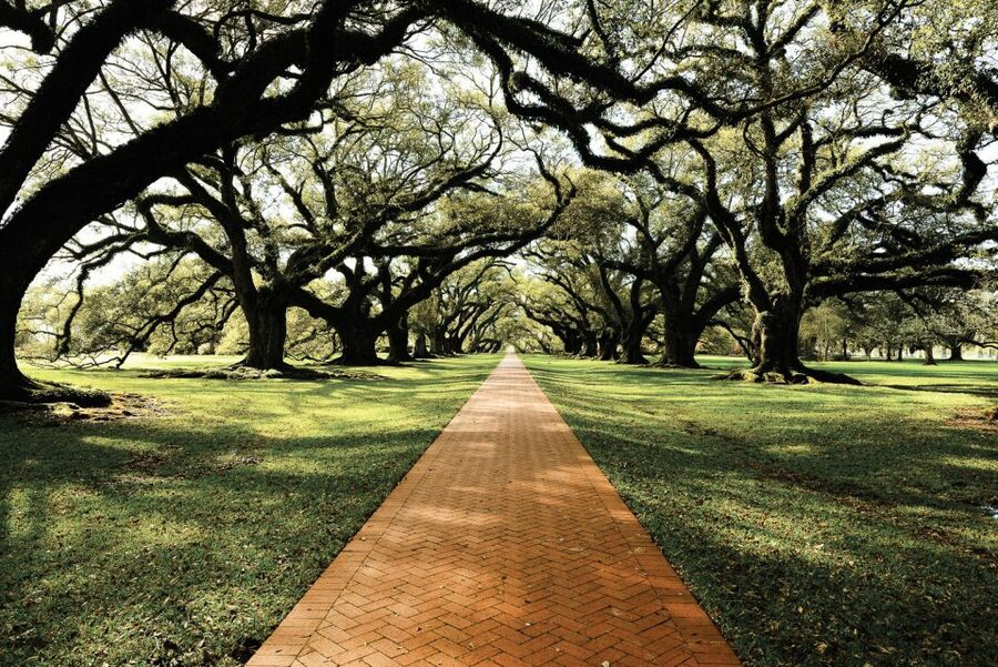 New Orleans: Single Plantation and Pontoon Swamp Day Trip - Should You Book This Plantation and Pontoon Swamp Day Trip?
