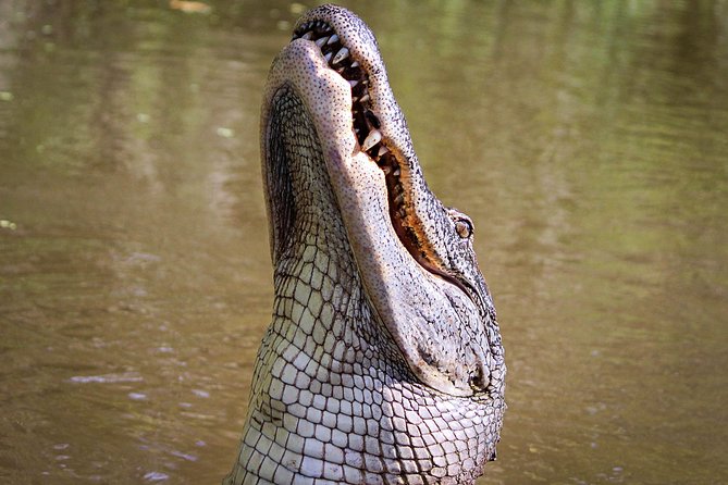 New Orleans Small-Group Airboat Swamp Tour - The Airboat Ride: Speed, Noise, and Photo-Friendly Stops