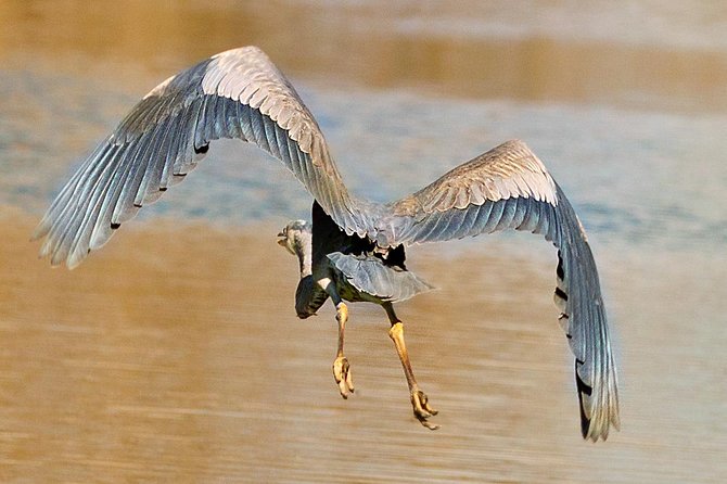 New Orleans Swamp and Bayou Alligator Tour - Cajun Stories on the Water: Music, Gumbo, and Bayou Life