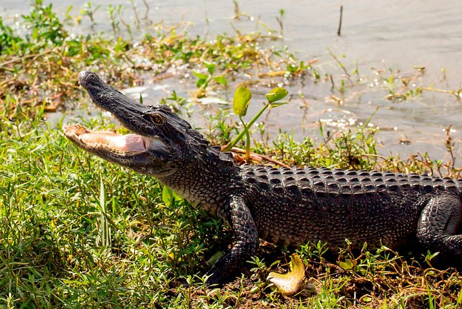 New Orleans Swamp and Bayou Alligator Tour - Cost and Value: Is $35 a Good Deal?