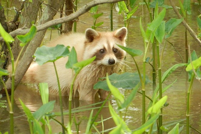 New Orleans Swamp and Bayou Boat Tour with Transportation - Who This Swamp Tour Suits Best