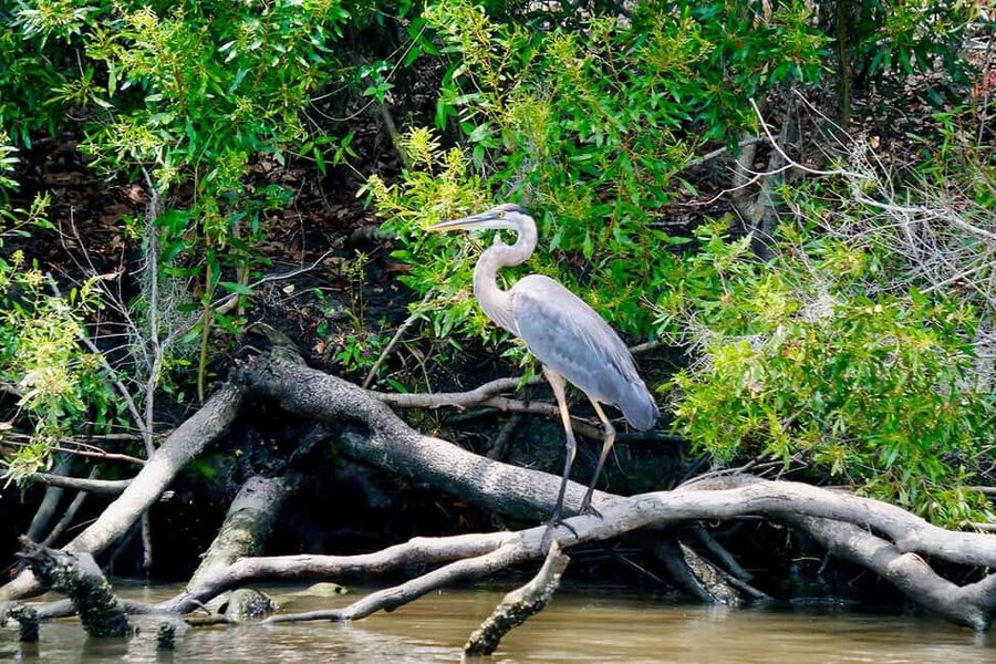 New Orleans: Swamp Boat Ride & Oak Alley Plantation Tour - Transportation and pacing: narrated loop, clean coach, and bathroom convenience