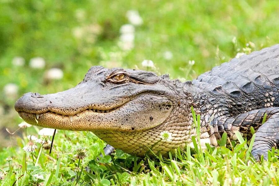 New Orleans: Swamp Boat Ride & Oak Alley Plantation Tour - Should you book this tour?