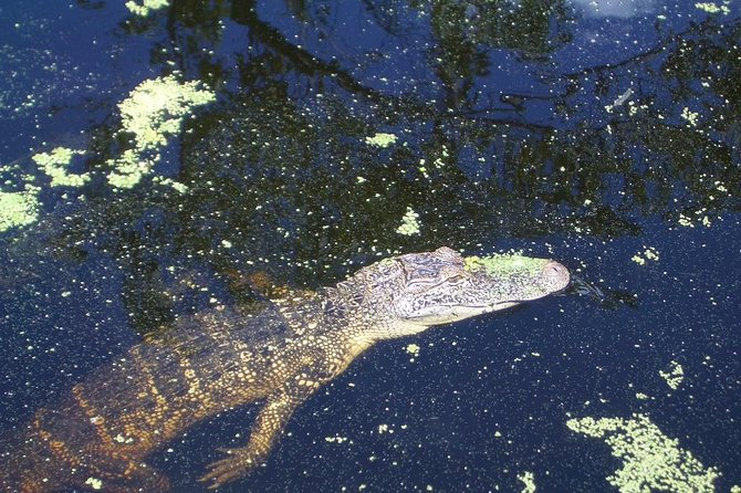 New Orleans Swamp Tour Boat Adventure with Transportation - What to Bring: Small Stuff That Saves the Day