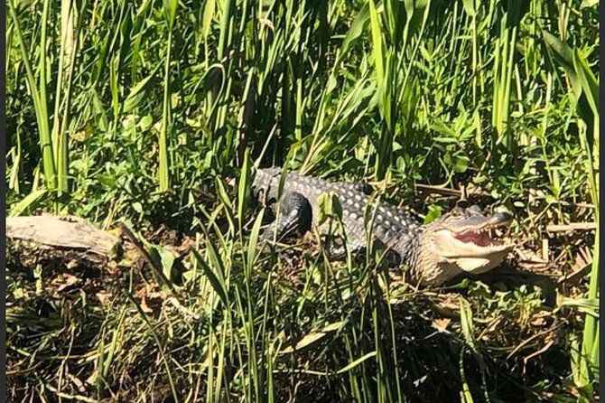 New Orleans Swamp Tour Boat Adventure - Wildlife spotting: what you can expect (and why gators aren’t guaranteed)