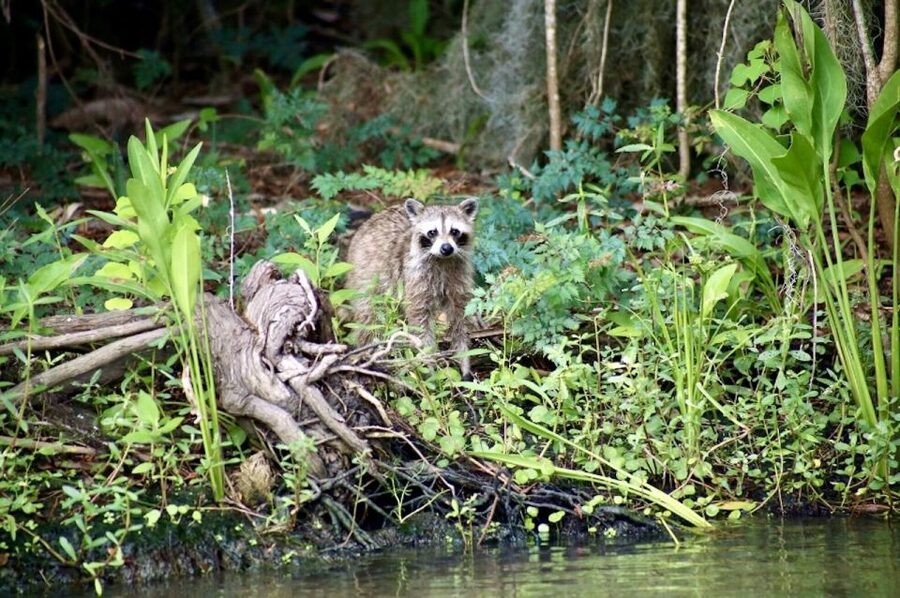 New Orleans: Swamp Tour on Covered Pontoon Boat - Who this swamp tour fits best