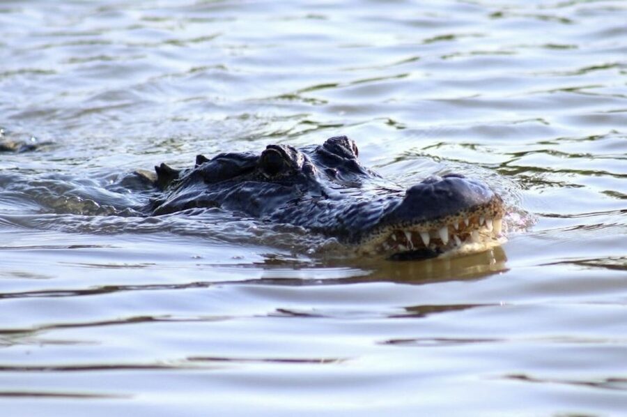 New Orleans: Swamp Tour on Covered Pontoon Boat - How long the tour really takes on the water (and how it feels)