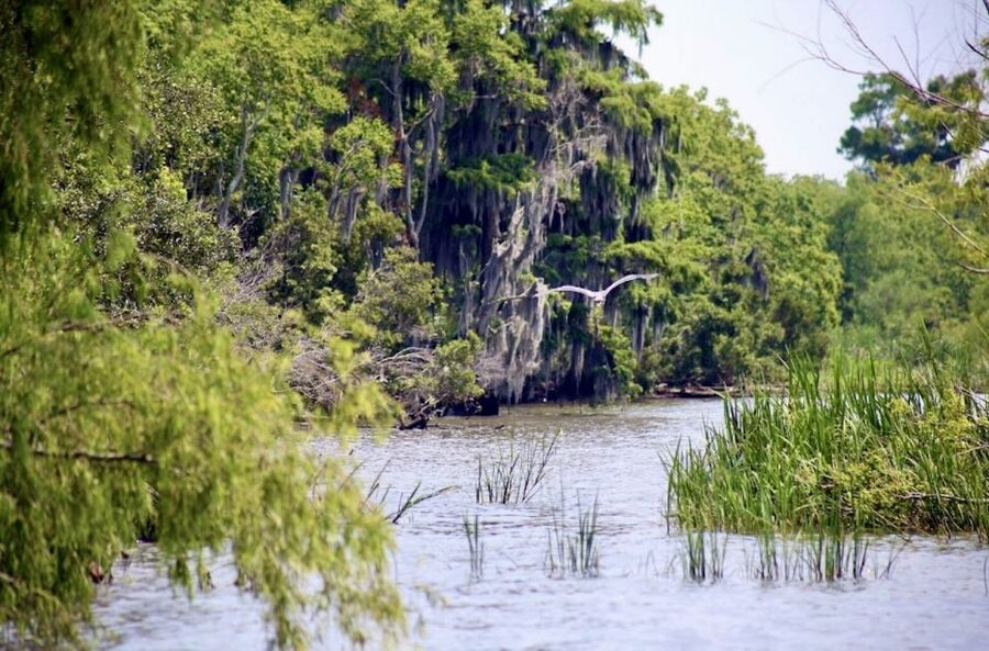 New Orleans: Swamp Tour on Covered Pontoon Boat - What the guide actually does: stories, wildlife tips, and Cajun flavor