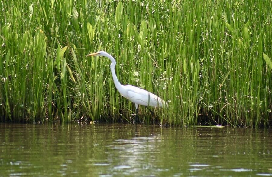 New Orleans: Swamp Tour on Covered Pontoon Boat - Value for $35: what you get and why it can be worth it