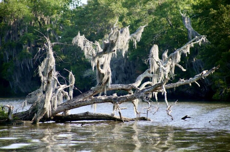 New Orleans: Swamp Tour on Covered Pontoon Boat - What to bring (and what not to bring) for a comfortable bayou day