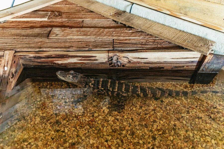 New Orleans: Swamp Zipline Tour - What to bring so the day feels easy