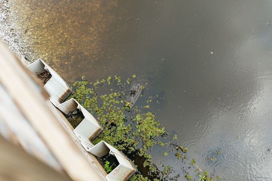 New Orleans: Swamp Zipline Tour - The course: five zip lines, two suspension bridges, and a spiral cypress staircase