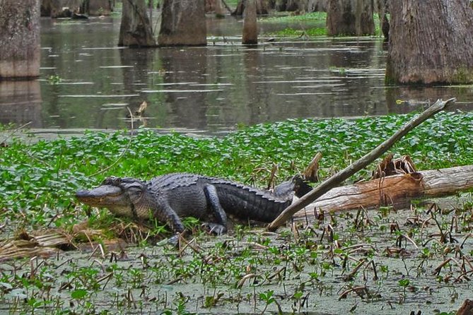 Oak Alley Plantation and Swamp Boat Tour from New Orleans - Should You Book Oak Alley and the Barataria Swamp Boat Tour?