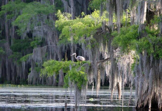 Private Tour of the Honey Island Swamp - Key points before you go
