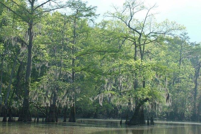 Private Tour of the Honey Island Swamp - The wetland ecologist guide: why this tour feels different