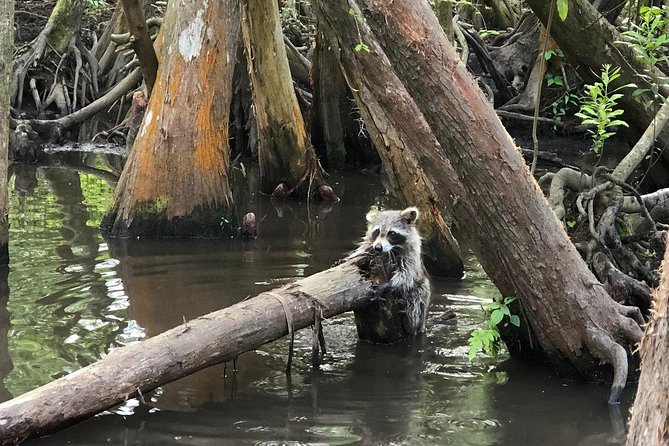 Private Tour of the Honey Island Swamp - Cajun village glimpses and local fishing along the route