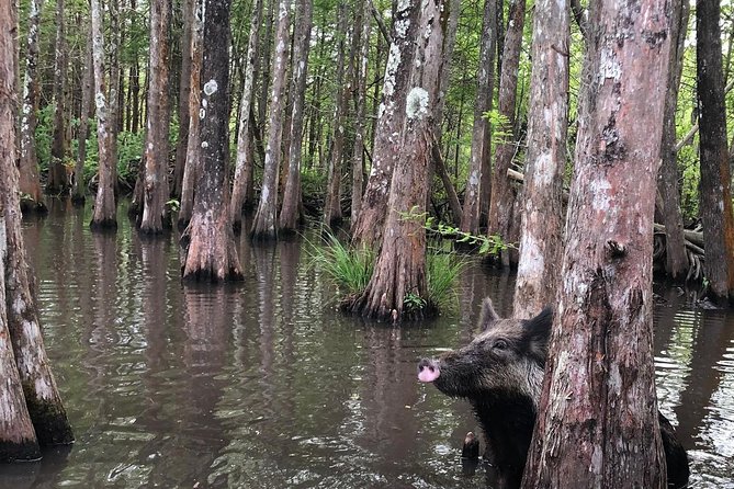 Private Tour of the Honey Island Swamp - Stop and timing: what the 2 hours actually feels like