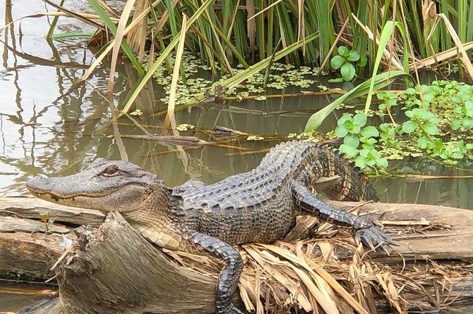 Private Tour of the Honey Island Swamp - Price and group size: how $650 can be a bargain or a splurge