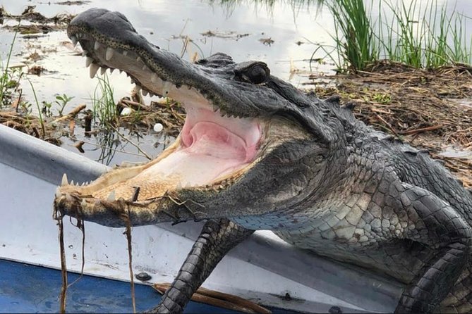 Small-Group Airboat Swamp Tour with Downtown New Orleans Pickup - Getting Ready: What the Airboat Ride Feels Like