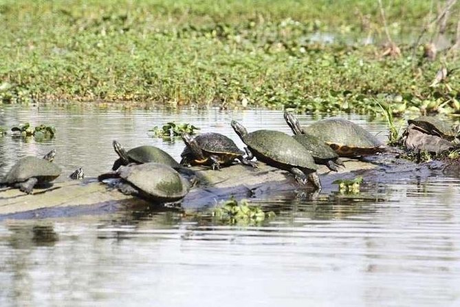 Small-Group Airboat Swamp Tour with Downtown New Orleans Pickup - Timing Your Day in New Orleans (Without Wrecking Your Schedule)